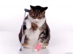 injured cat