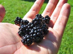 Berries