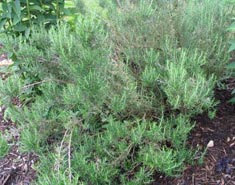 Herbs